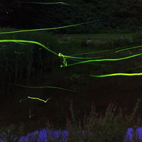 浅虫温泉の夏夜に舞う蛍の光跡～青森県の初夏の自然観察の写真