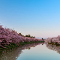 川沿いに満開に咲く桜並木と澄んだ青空、水面に映る春景色の写真