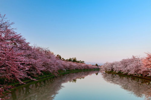 川沿いに満開に咲く桜並木と澄んだ青空、水面に映る春景色