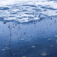 冬の池に浮かぶ蓮の跡：雪と氷に包まれた枯蓮の茎の写真