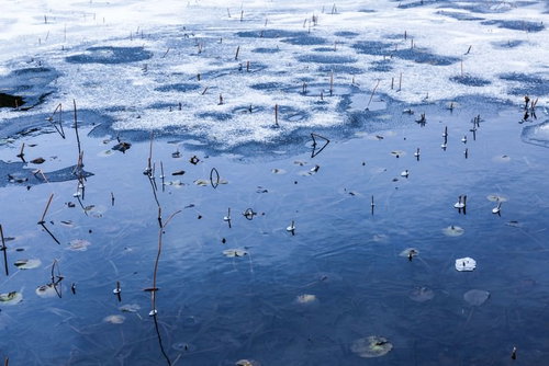 冬の池に浮かぶ蓮の跡：雪と氷に包まれた枯蓮の茎