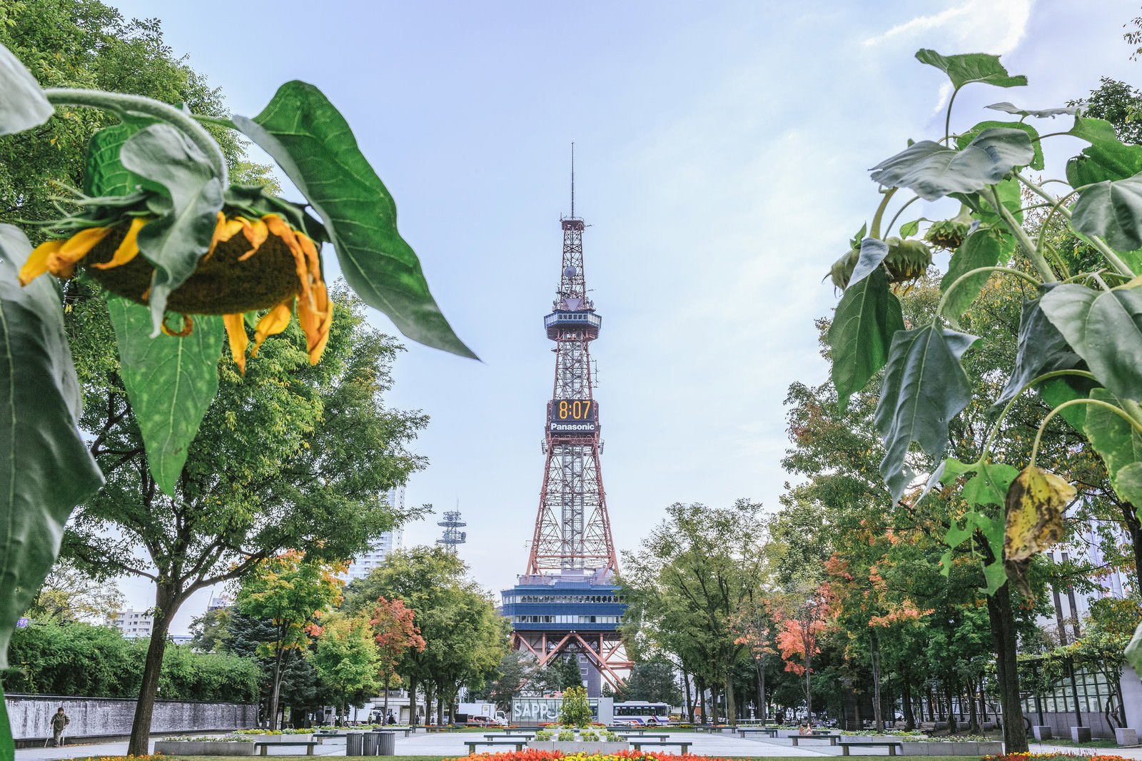 大通公園のうなだれた向日葵と札幌テレビ塔