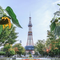 うなだれた向日葵と札幌大通公園の鉄塔の夏景色の写真