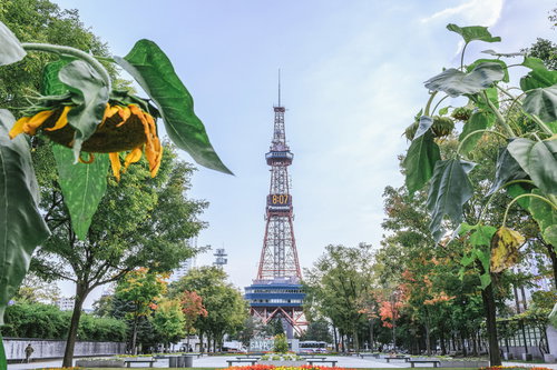 うなだれた向日葵と札幌大通公園の鉄塔の夏景色