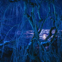 雪原を埋め尽くすキャンドルの夜景の写真