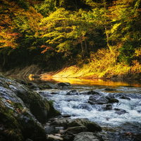渓谷の秋の夕暮れ、黄葉に染まる川沿いの風景の写真