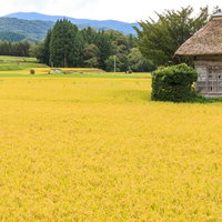 遠野の荒神神社と黄色く実った稲穂の秋の田舎風景の写真