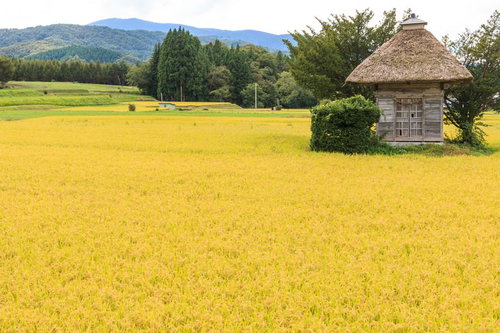 遠野の荒神神社と黄色く実った稲穂の秋の田舎風景