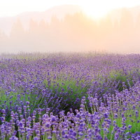 公園の遊歩道と大きな葉の植物の写真
