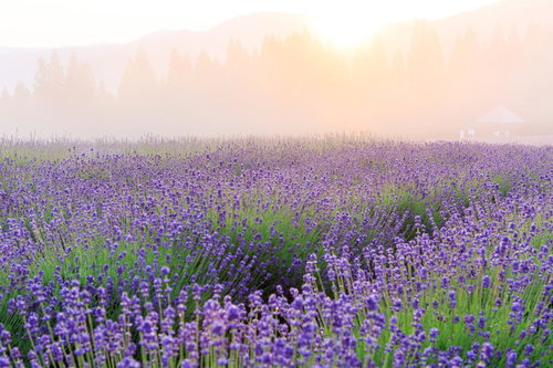 公園の遊歩道と大きな葉の植物