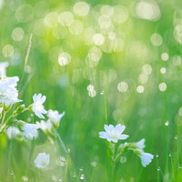 新緑の山間を走る新幹線2編成の写真