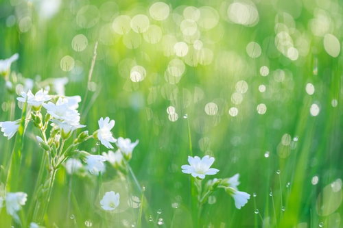 新緑の山間を走る新幹線2編成