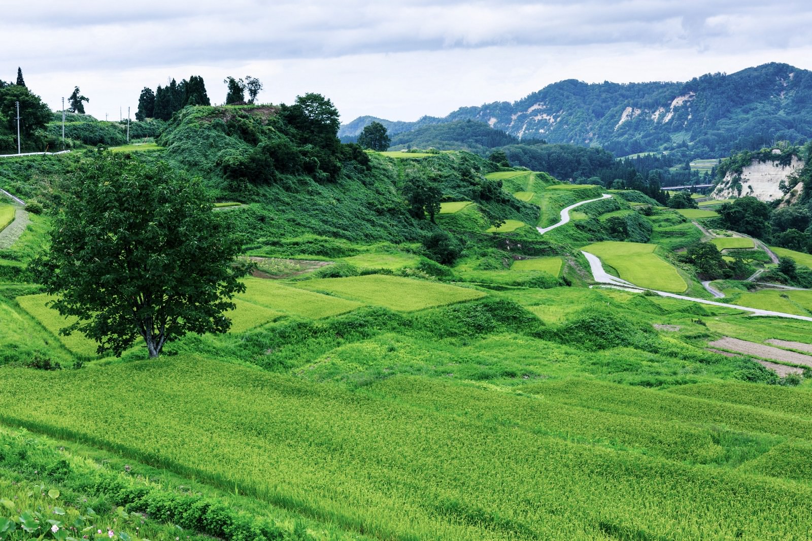 山間部に階段状に広がる緑色の棚田と農業用水路、背景に山々が見える風景