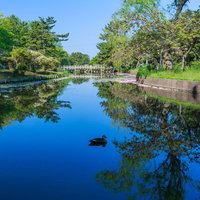 朝の公園の池で泳ぐカモ、白い橋と緑の樹木が映る水面の写真