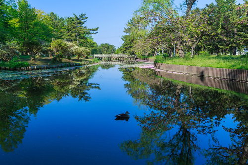 朝の公園の池で泳ぐカモ、白い橋と緑の樹木が映る水面