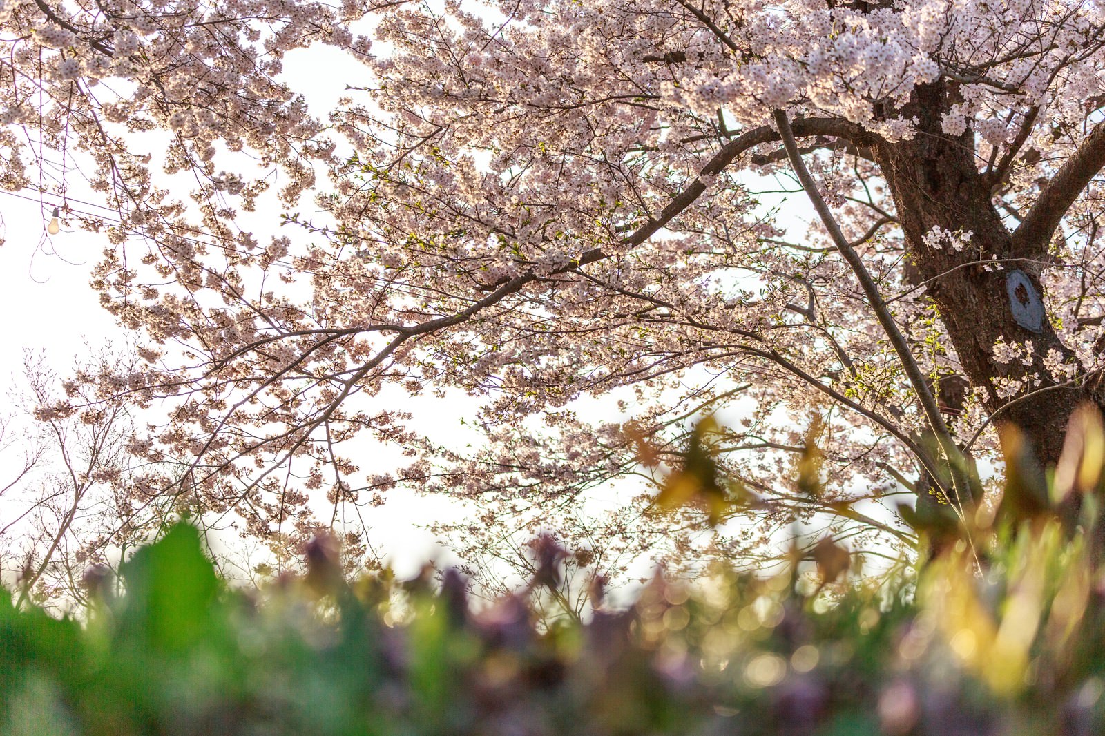 満開の桜の木と新緑の若葉、手前にぼけた草花がある春の風景