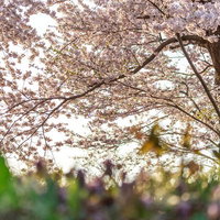 満開の桜の木の下で咲き誇る春の花々と新緑の若葉の写真