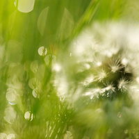 綿毛が光る雑草のわたげ：春の逆光マクロ撮影の写真