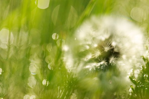 綿毛が光る雑草のわたげ：春の逆光マクロ撮影