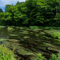 八甲田の清流と新緑の渓谷 青森の湧水が流れる自然風景の写真