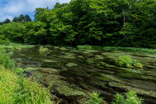 八甲田の清流と新緑の渓谷 青森の湧水が流れる自然風景