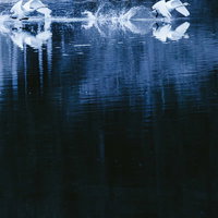 水面を滑る白鳥たちの群れの写真