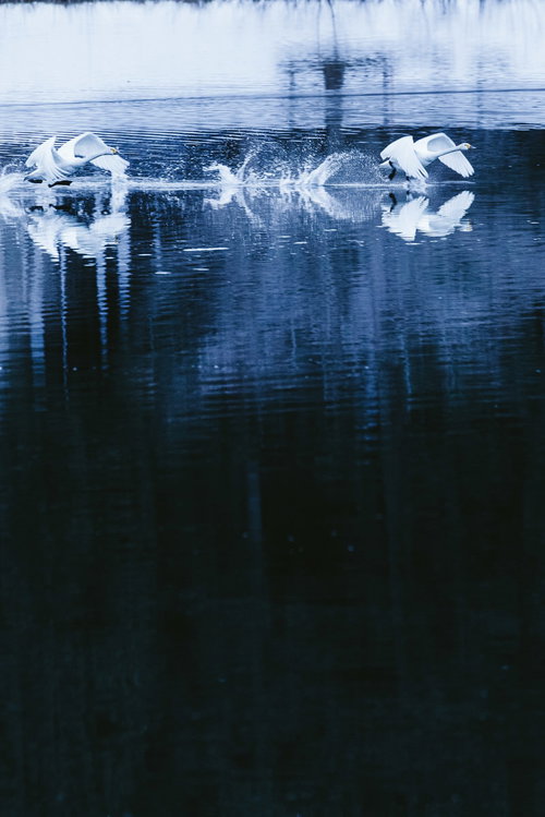 水面を滑る白鳥たちの群れ