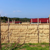 赤い倉庫が見える稲のはさがけ田んぼの秋風景の写真