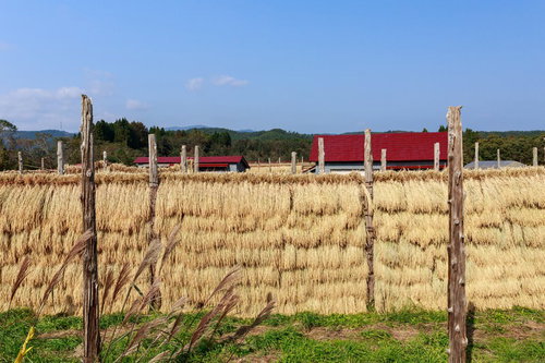 赤い倉庫が見える稲のはさがけ田んぼの秋風景