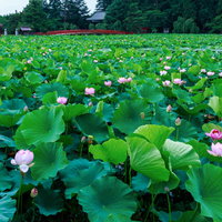 古刹の庭園に咲く一面の蓮の花と池の風景、初夏の水辺の写真