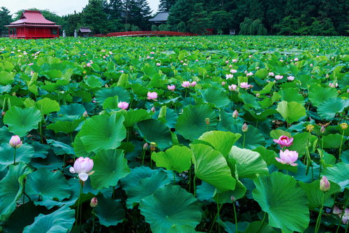 古刹の庭園に咲く一面の蓮の花と池の風景、初夏の水辺