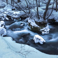 冬の奥入瀬渓流の上流、雪に覆われたせせらぎの写真
