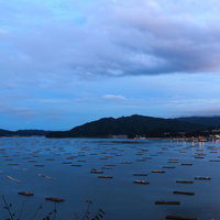夕暮れ時の牡蠣養殖筏が並ぶ海の漁業風景の写真