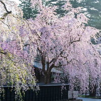 秋田県角館の武家屋敷に咲く樹齢古いシダレ桜の満開風景の写真
