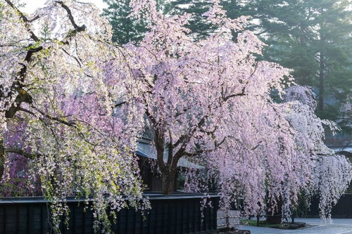 秋田県角館の武家屋敷に咲く樹齢古いシダレ桜の満開風景