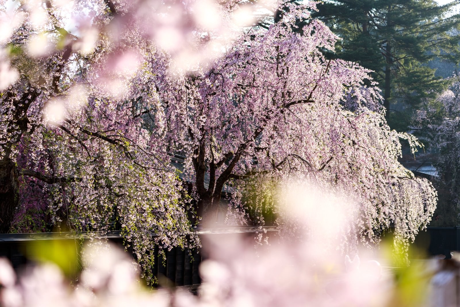 ピンク色の花が房状に垂れ下がる満開の枝垂れ桜