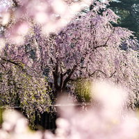 満開に咲き誇る枝垂れ桜 秋田県角館の春景色の写真