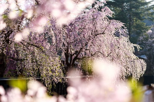 満開に咲き誇る枝垂れ桜 秋田県角館の春景色