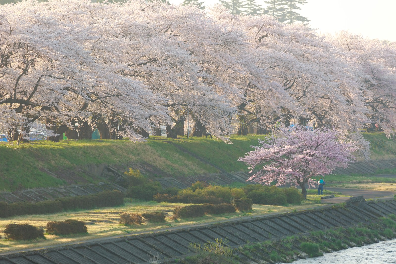 角館の桜並木で振り返る笑顔の若い女性