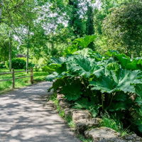 遊歩道沿いに育つオニオニユリと木製柵のある公園の小径の写真