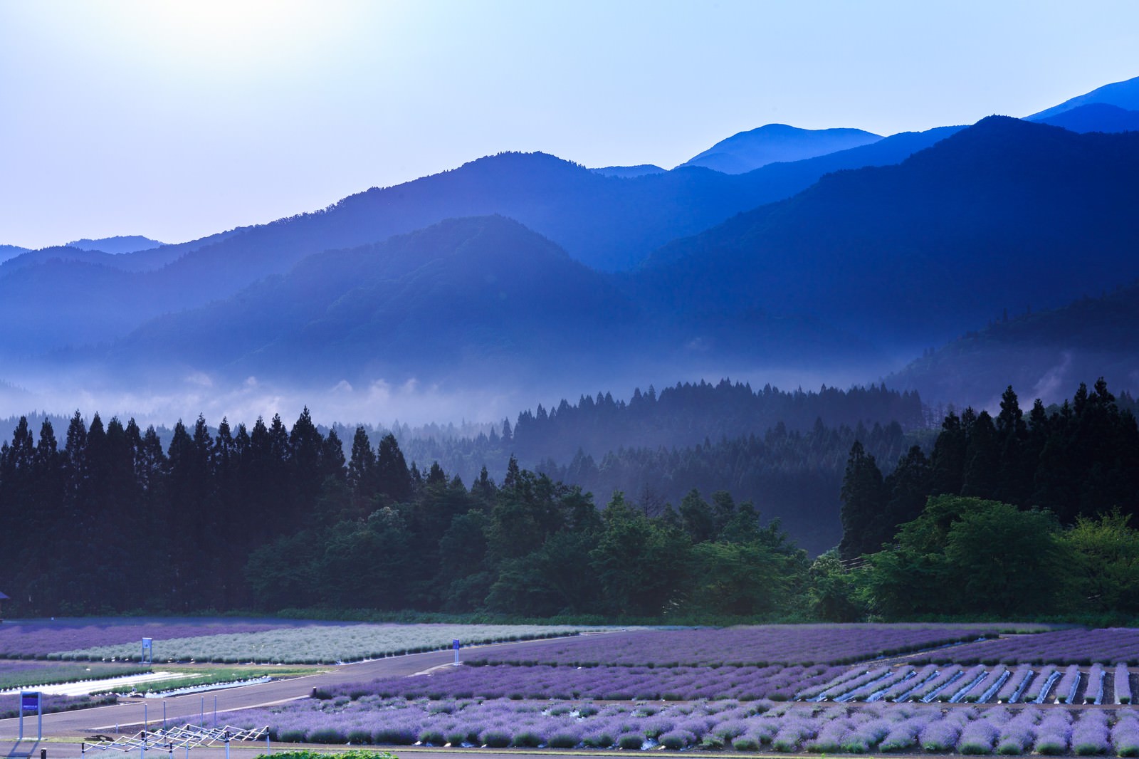 霧の山を背景に広がるラベンダー畑