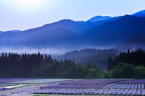 山間の霧の中に広がるラベンダー園と針葉樹林の風景