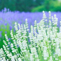 白いラベンダーとラベンダー畑の夏景色、紫色との競演の写真