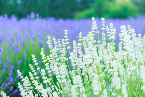 白いラベンダーとラベンダー畑の夏景色、紫色との競演