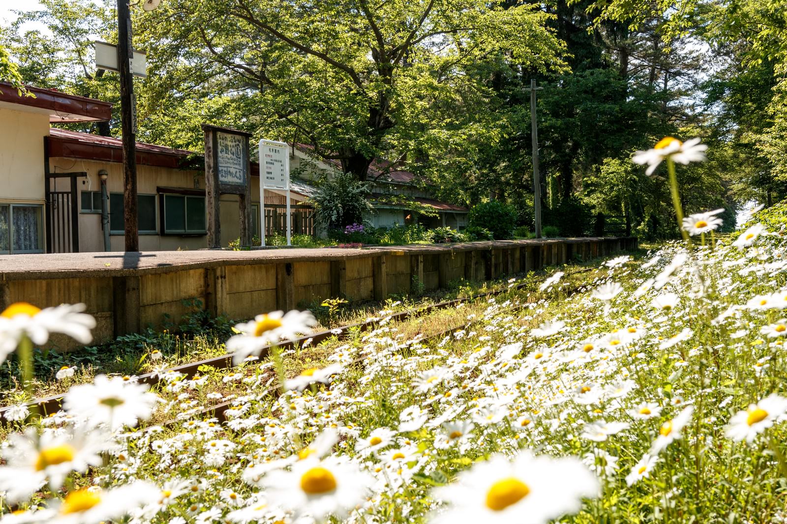 津軽鉄道芦野公園駅前に群生するノースポール