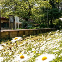 津軽鉄道芦野公園駅のノースポール咲く春の駅舎の写真