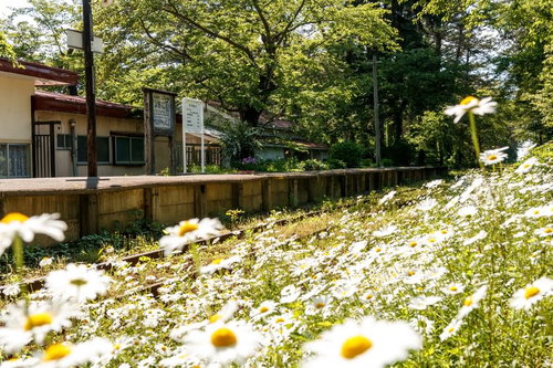 津軽鉄道芦野公園駅のノースポール咲く春の駅舎