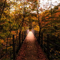 秋の吊橋と紅葉が映える森林風景の写真
