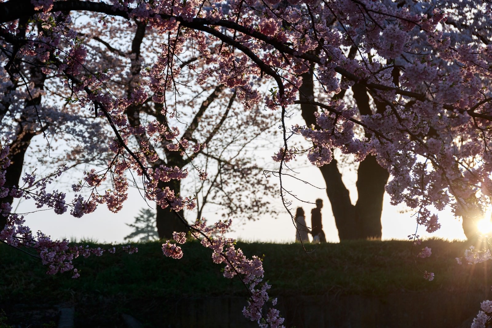 夕焼けの中、咲き誇る桜の下でシルエットになった二人の恋人が立つ