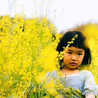 黄色い菜の花畑で遊ぶ前髪パッツンの女の子の写真